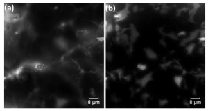 saf_central_cell