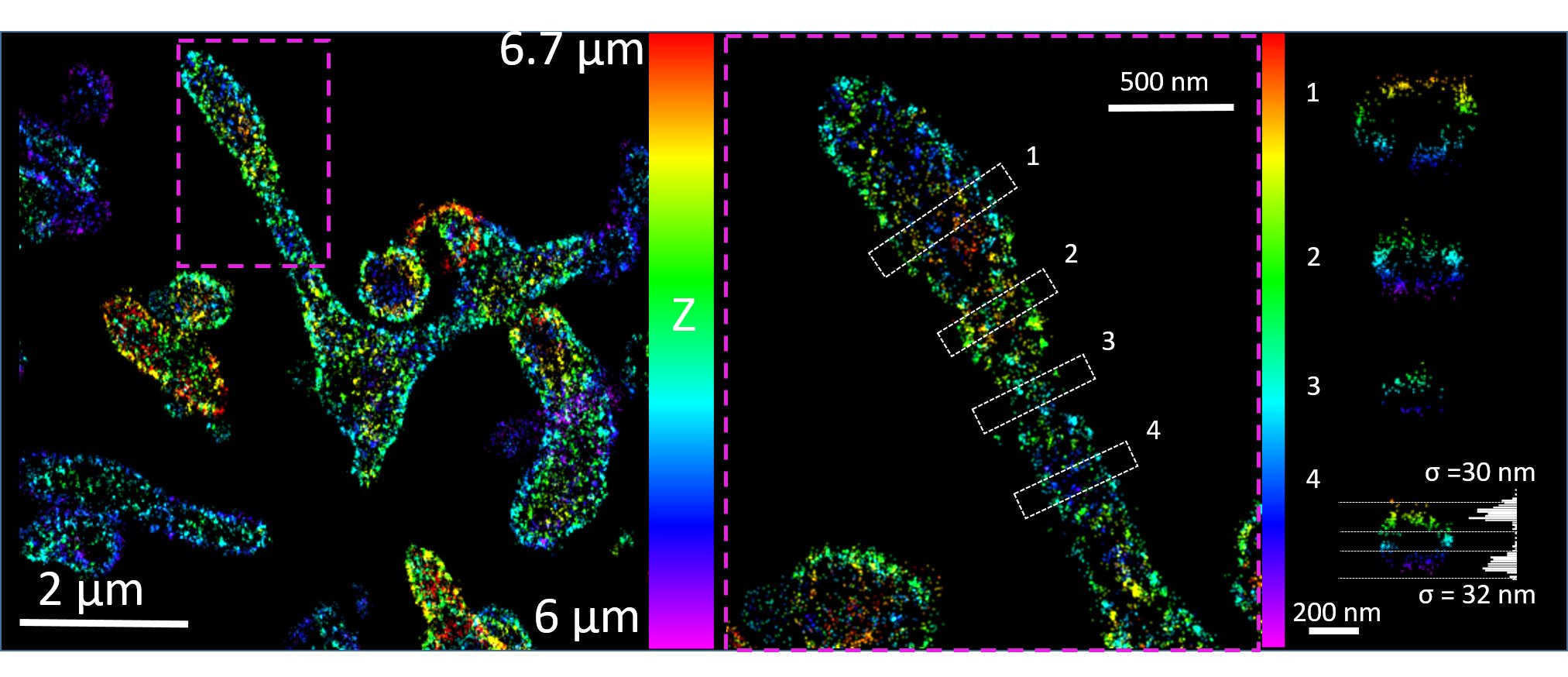 modloc_mitochondrie